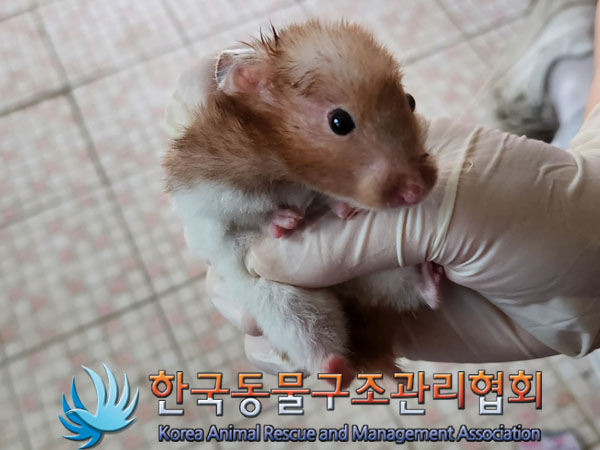 종료(입양) 햄스터…